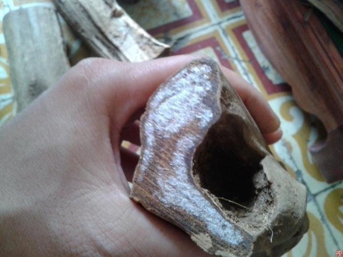 Dầu của gỗ hoàng đàn khi gặp không khí trở thành tuyết