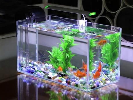 Số lượng hợp lý giúp những chú cá thoải mái bơi lượn và phát triển