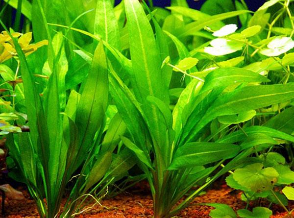 Cây lưỡi mác phù hợp với những hồ thủy sinh ngoài trời