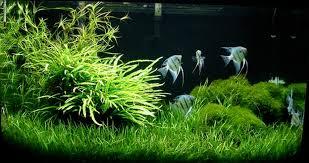 Cây trồng thủy sinh đẹp và độc lạ