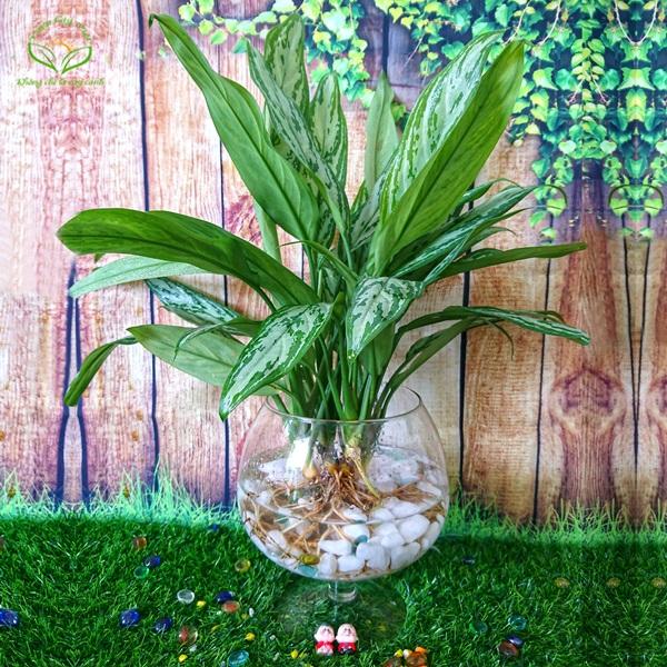 Chỉ với những bình đựng nước là bạn có thể trồng cây thủy sinh