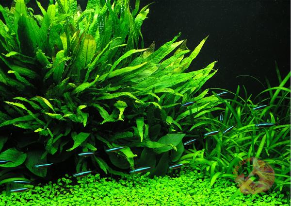 Dương xỉ java với sức sống mãnh liệt nhất