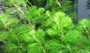 La Hán xanh lấy dưỡng chất trong nước để sống