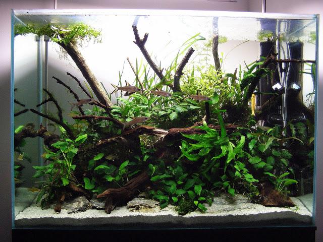 Những cây ráy phát triển trong điều kiện ít ánh sáng