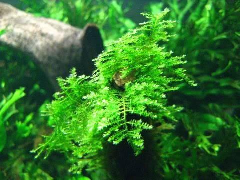 Rêu mini taiwan có thể sống mà không cần đất nền