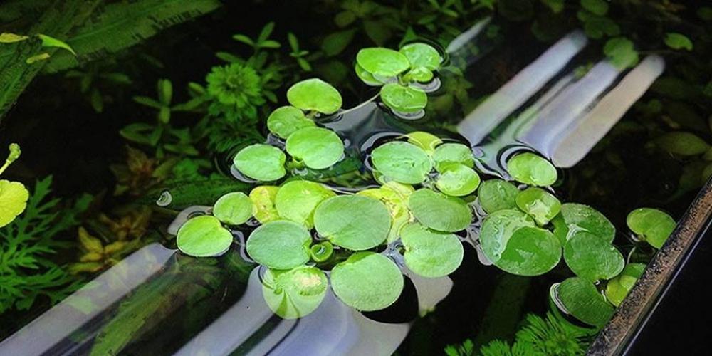 Bèo nhật tạo nơi trú ẩn cho những chú cá