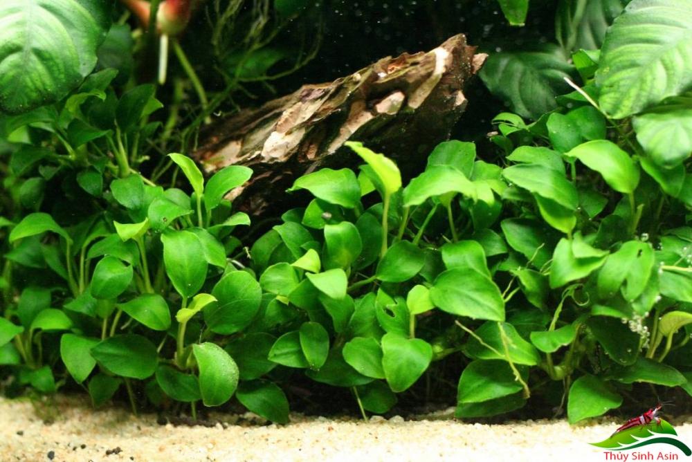 Cây ráy cá nhỏ rất dễ sống và đẻ nhánh