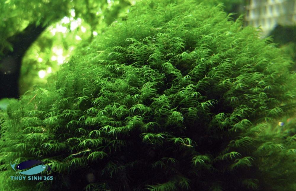 Cây rêu Fissidens fontanus có thể sống trong nhiều môi trường khác nhau