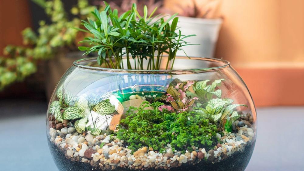 Những bình thủy sinh nhỏ có thể để bàn